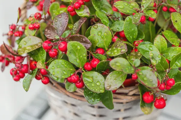 Wintergreen is one of the best plants for window boxes all year round