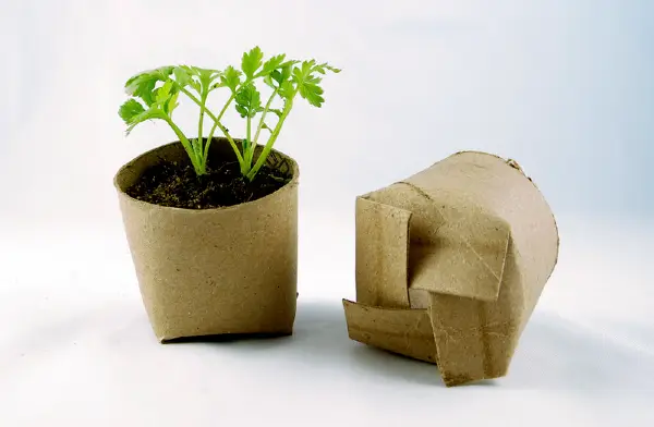 biodegradable pots for seedlings