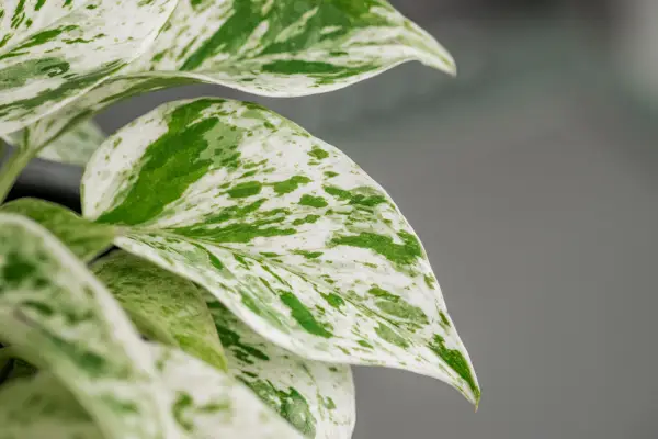 Marmeren Koningin - Manjula Pothos versus Marmeren Koningin