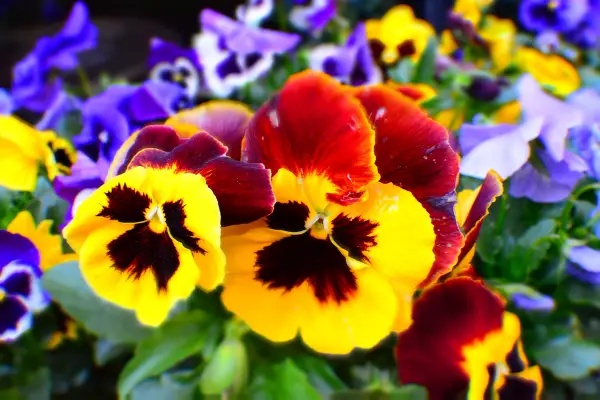Pansy is a beautiful flower that starts with 'p'