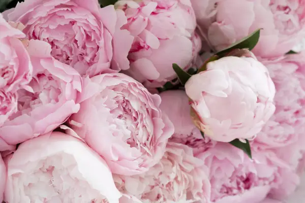 Peony is one of the flowers that start with 'P'