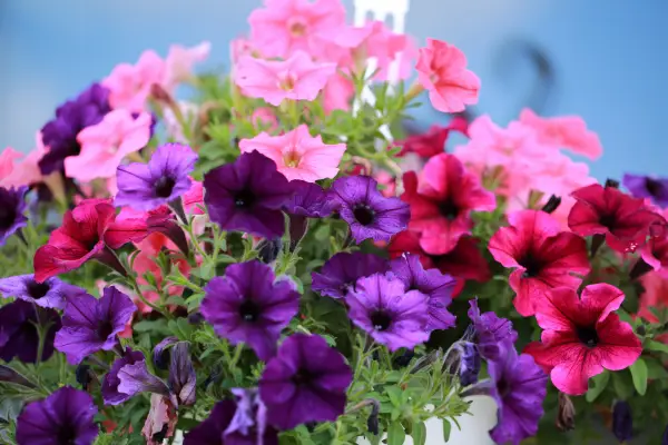 Petunia is a flower that starts with 'p'