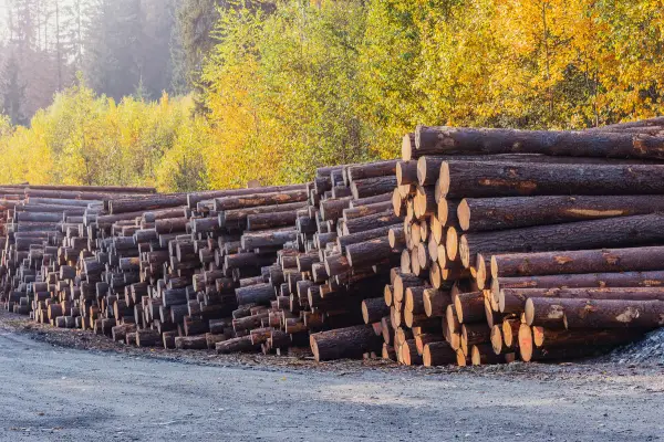 El lienzo de la naturaleza: madera en bruto, la belleza indómita que espera el toque del artesano