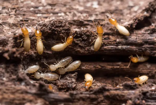 Tiny Troublemakers: The hidden menace that wood dreads.