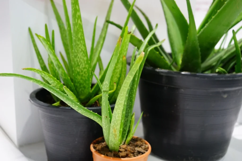 Rotina de cuidados com a pele com planta de aloe vera