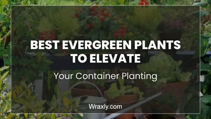 Best evergreen plants to elevate your container planting