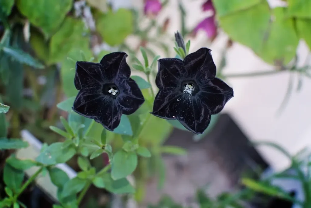 Black petunias