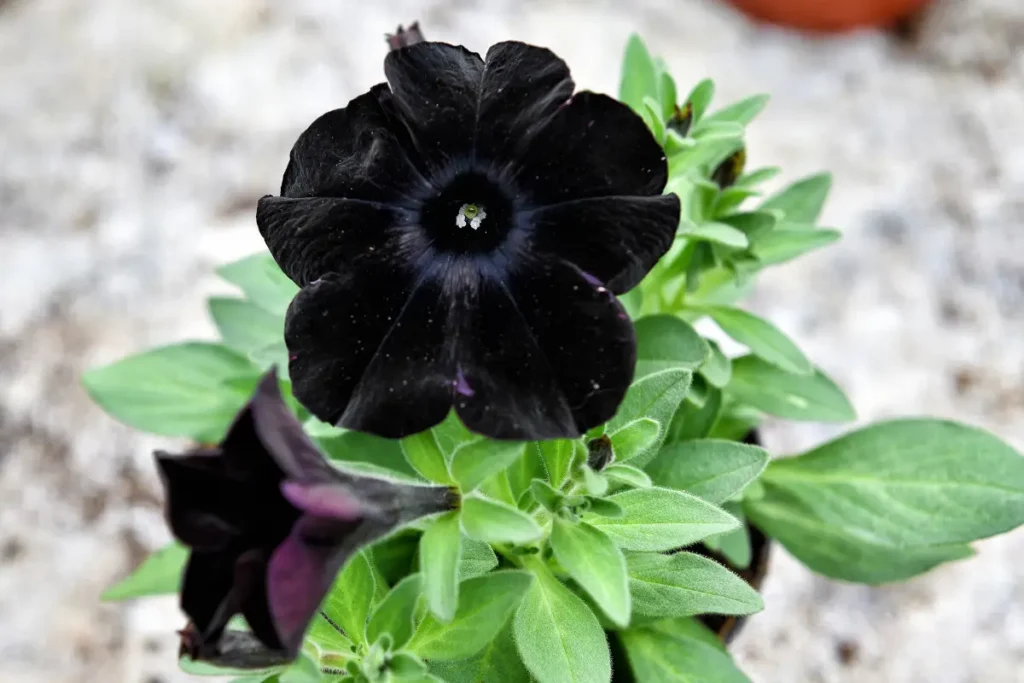 Black petunias in a container