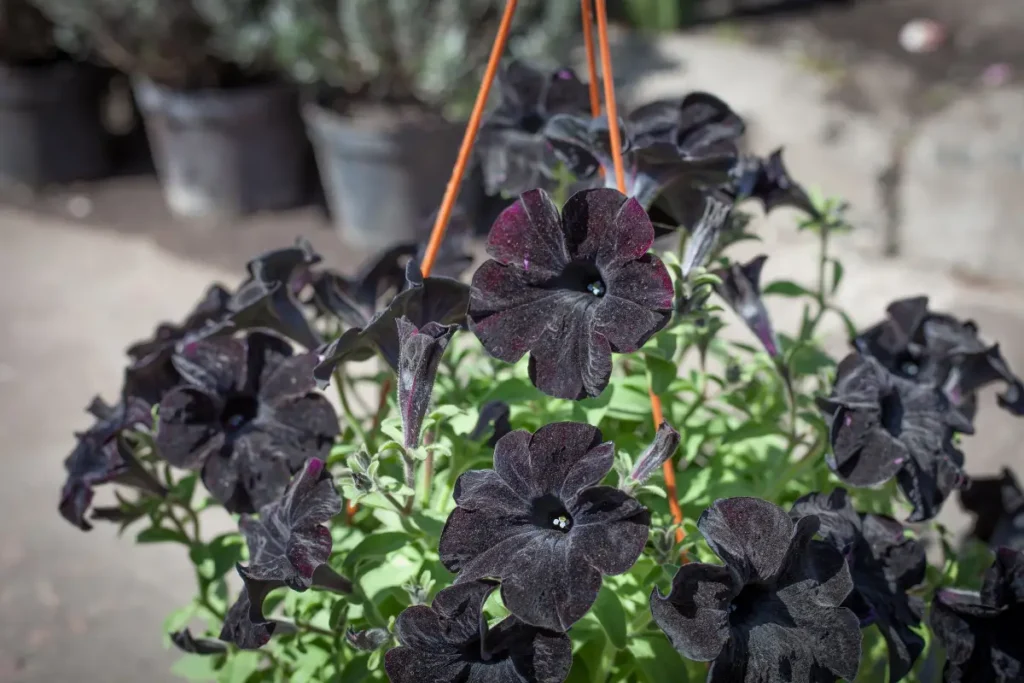 Black petunias in a hanging basket