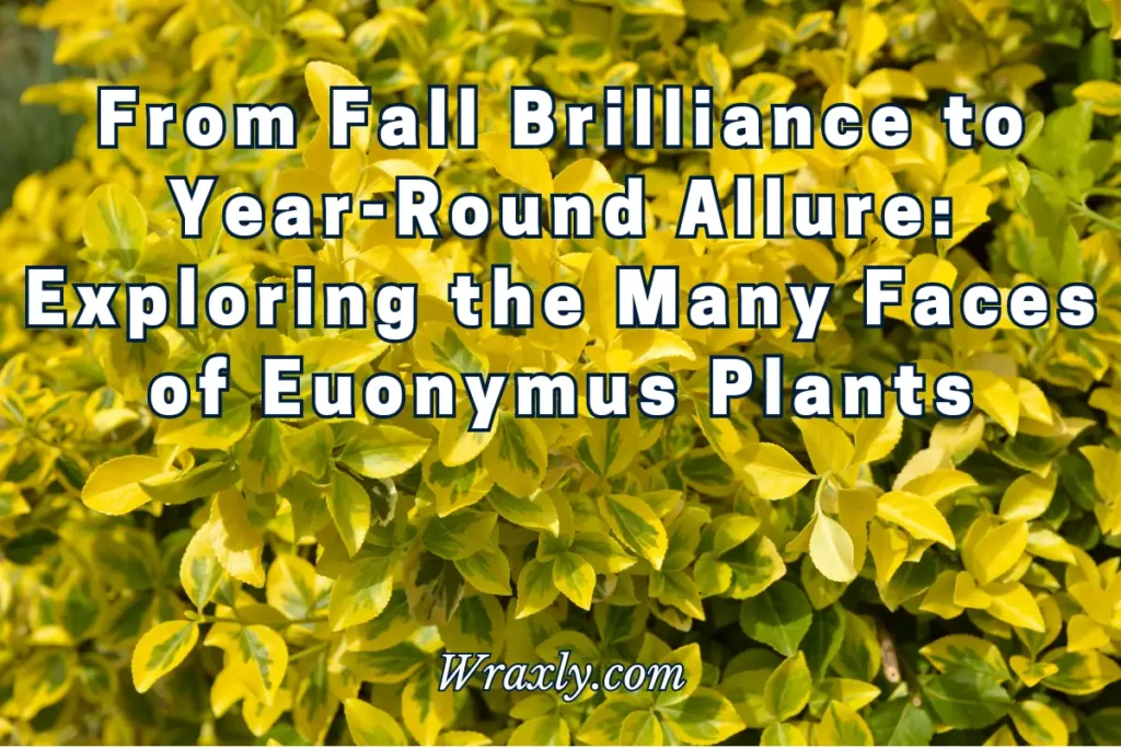 From Fall Brilliance to year-round allure: Exploring the many faces of Euonymus plants