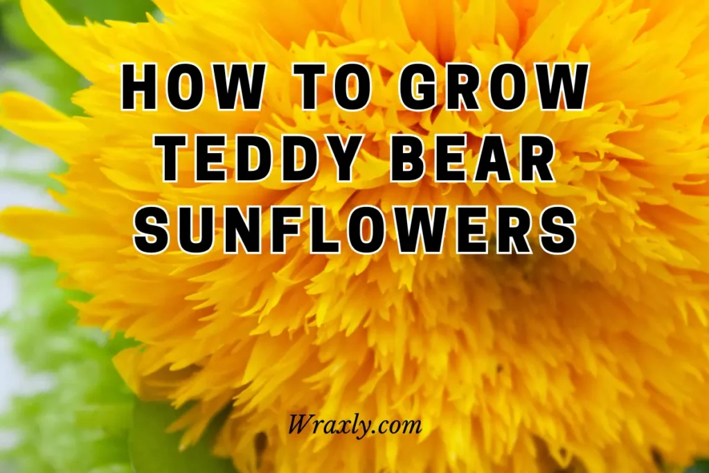 How to grow teddy bear sunflowers