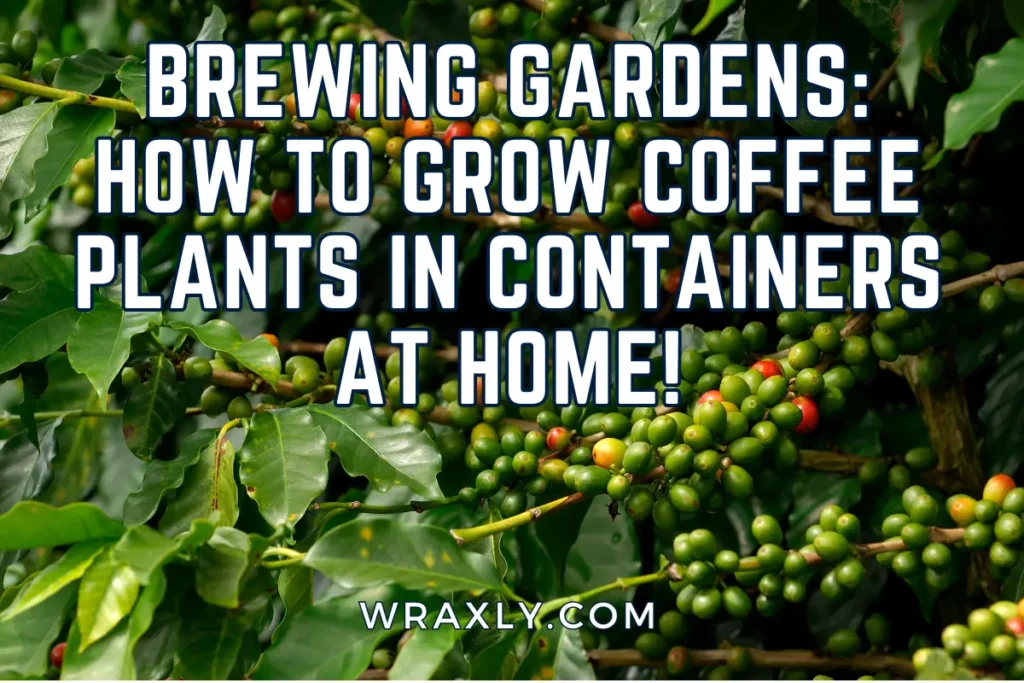 Brewing Gardens: How to grow coffee plants in containers at home