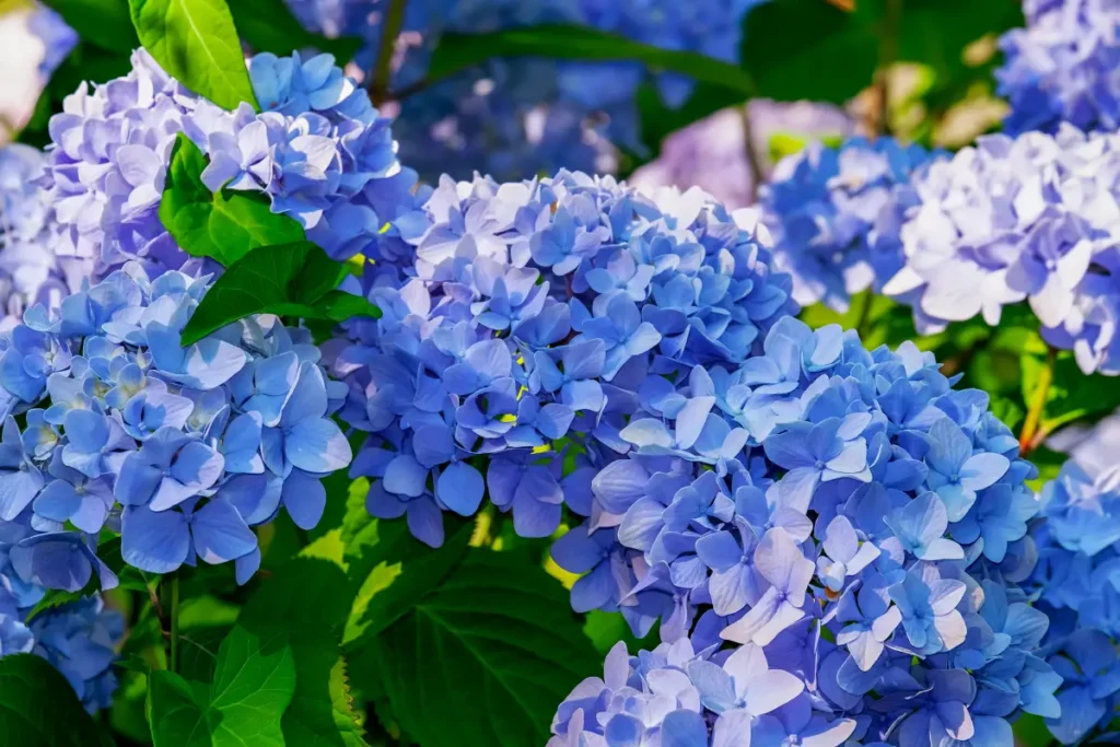 Hydrangeas are known for their stunning and often large, globe-like blooms. 