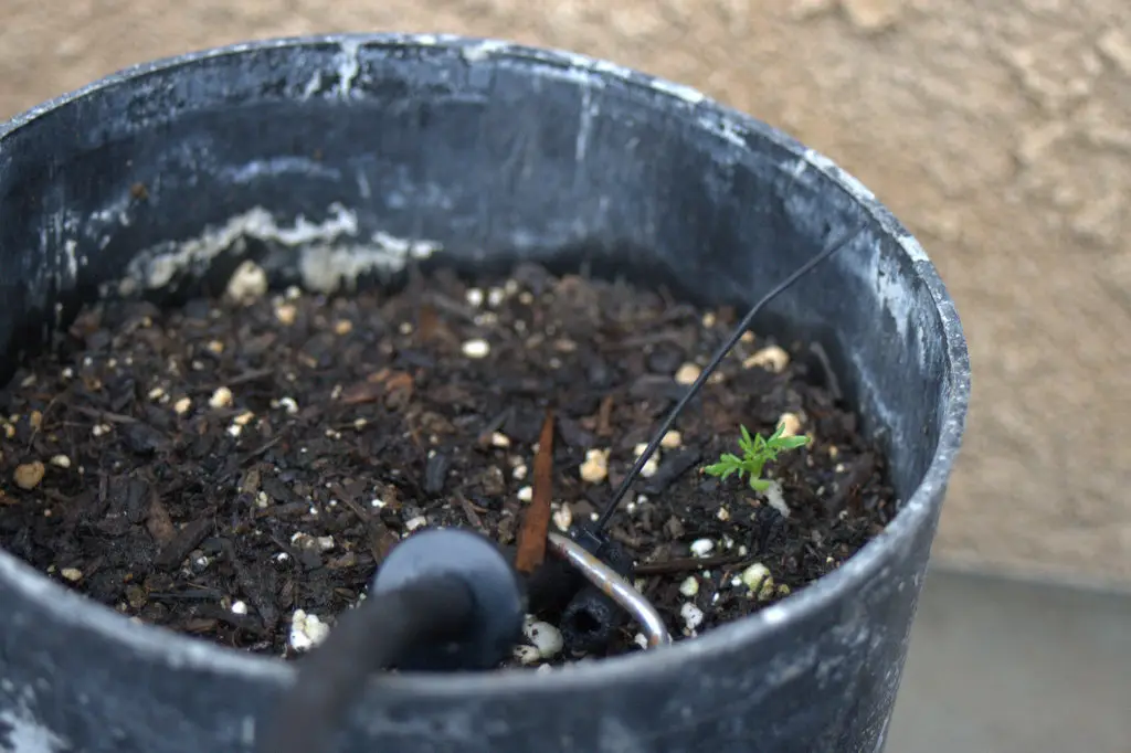 Lavender from seed