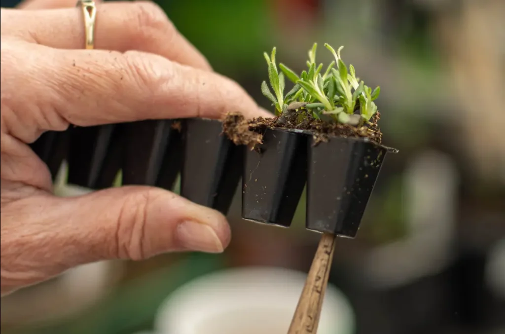 Lavender seedlings