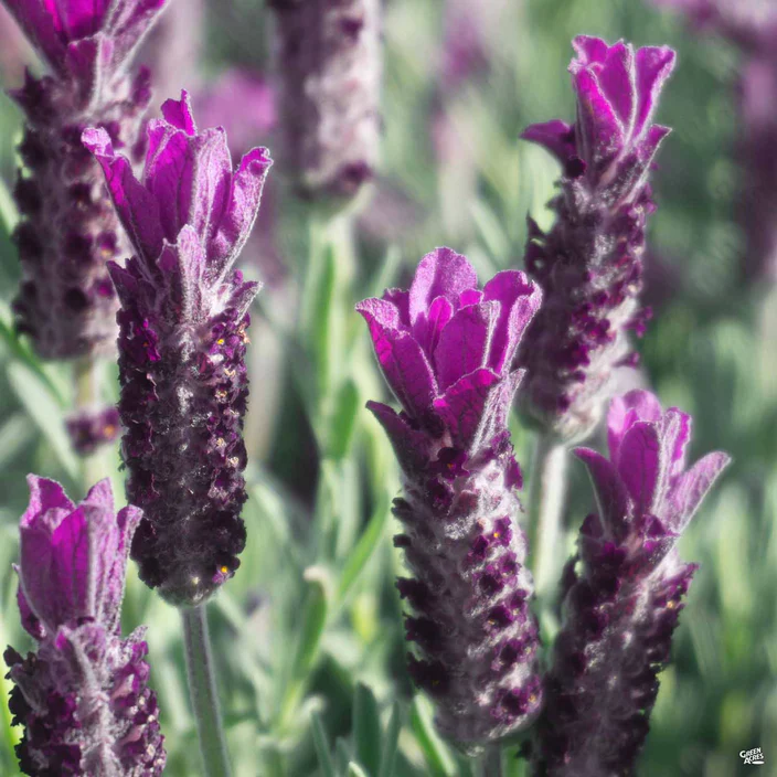 Anouk Lavanda Espanhola