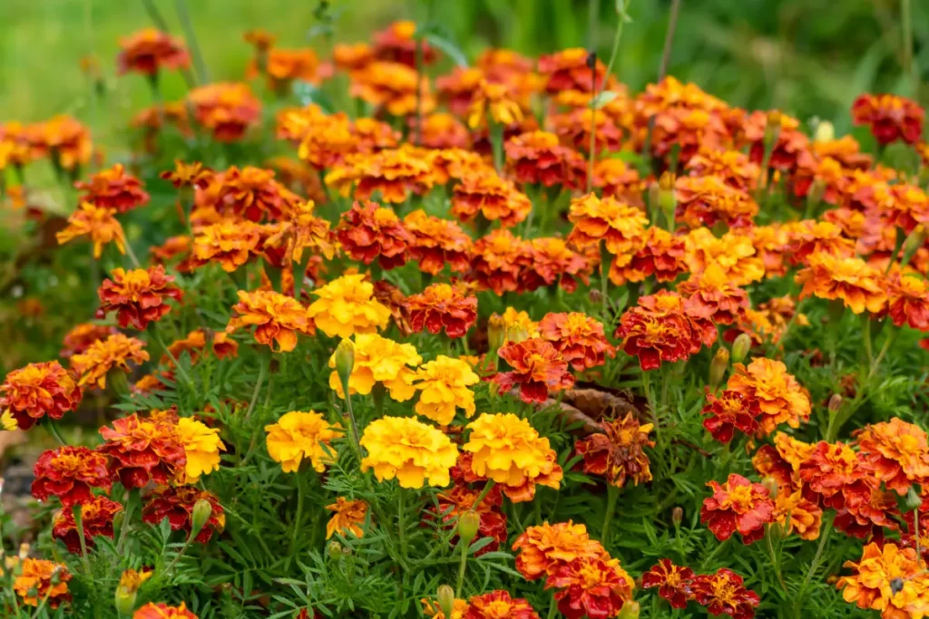 Marigolds: More Than Just Beauty!