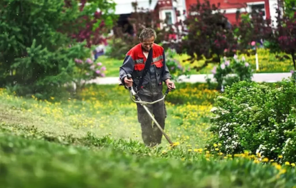 Green lawns thrive with a consistent mowing schedule.