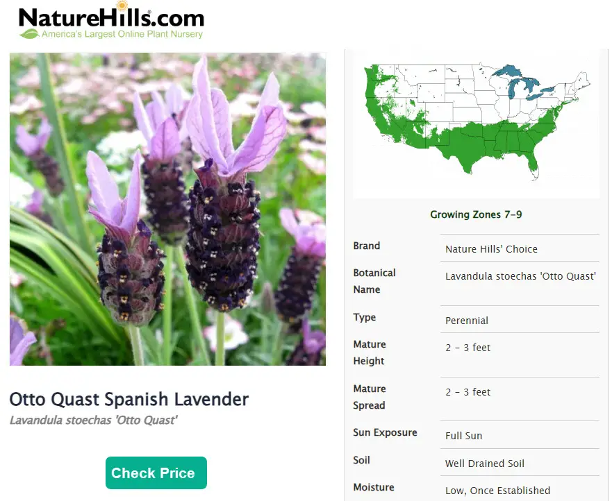 Nature Hills Spanish Lavender banner