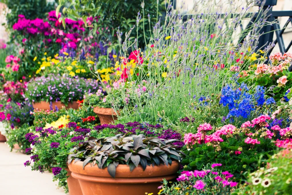 Design your container garden using thrillers, fillers, and spillers.