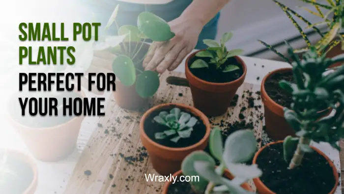 Small pot plants perfect for your home