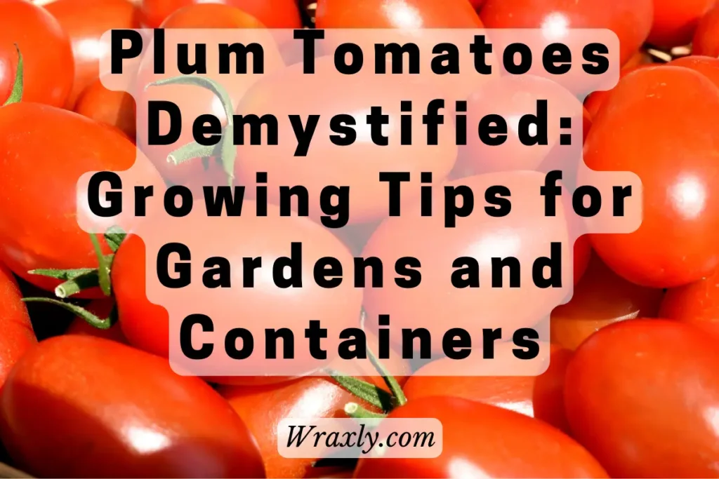 Plum tomatoes demystified