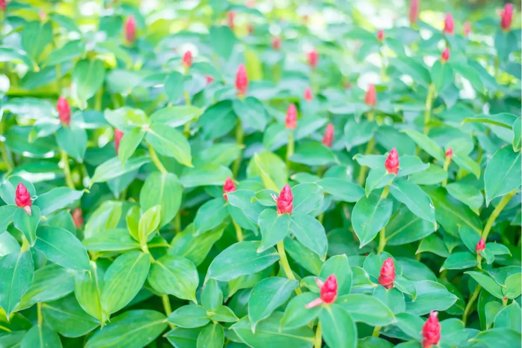 Scopri il segreto della lussureggiante bellezza dello Shampoo Ginger Lily: il luogo perfetto con luce solare e terreno fertile.