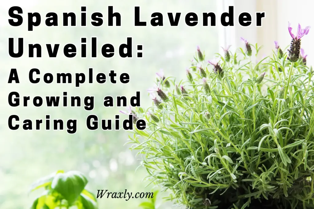 Spanish Laveneder unveiled: a complete growing and caring guide