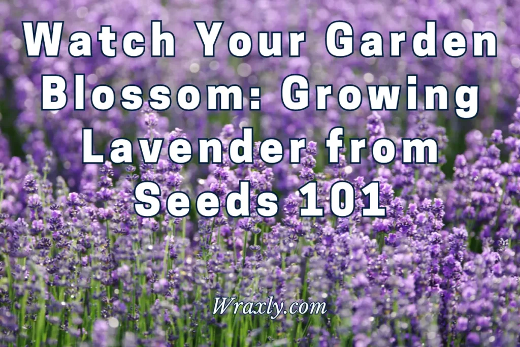 Guarda il tuo giardino sbocciare: coltivare la lavanda dai semi 101