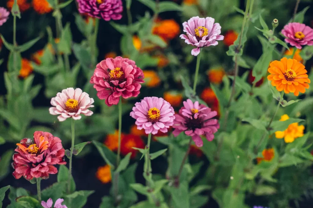 Zinnien: Budgetfreundliche Blüten, die Ihren Garten mit atemberaubender Schönheit verschönern
