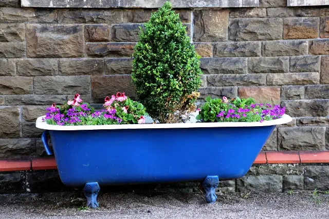 Une vieille baignoire peut être utilisée comme pot pour planter des plantes à feuilles persistantes