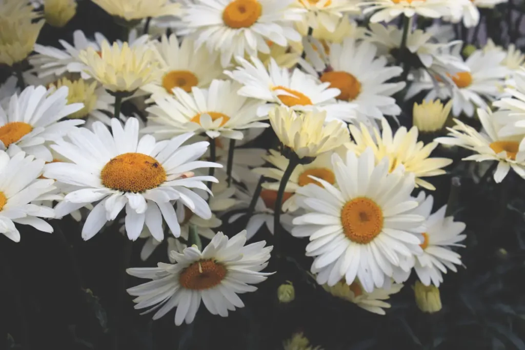 Camomila é uma ótima flor para a rotina de cuidados com a pele