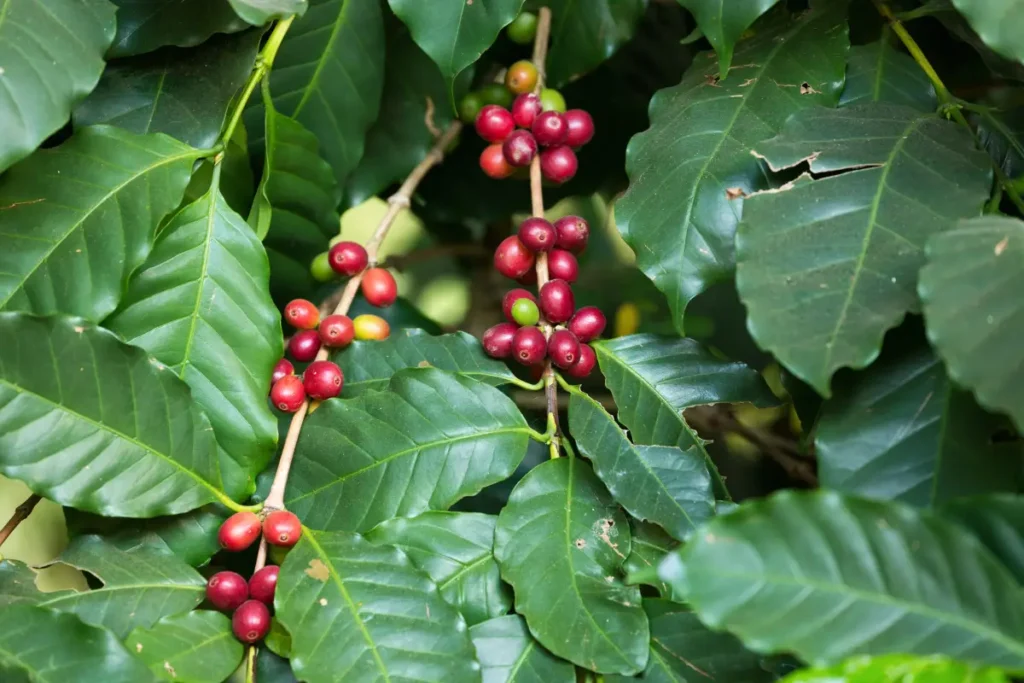 Coffee berries