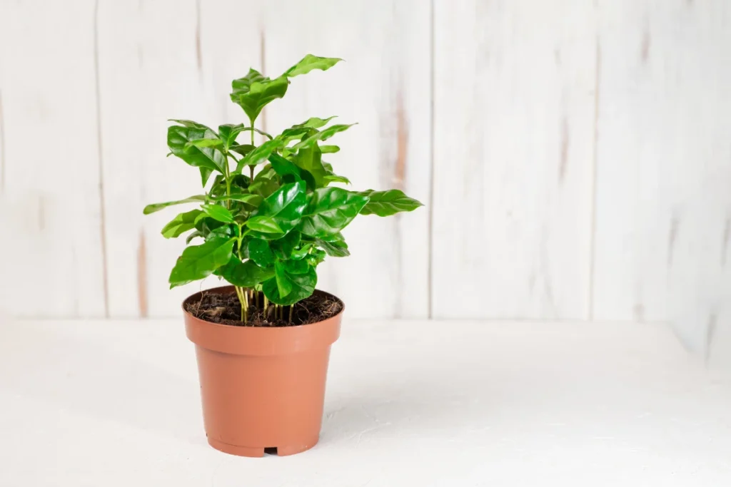 pianta del caffè in una pentola