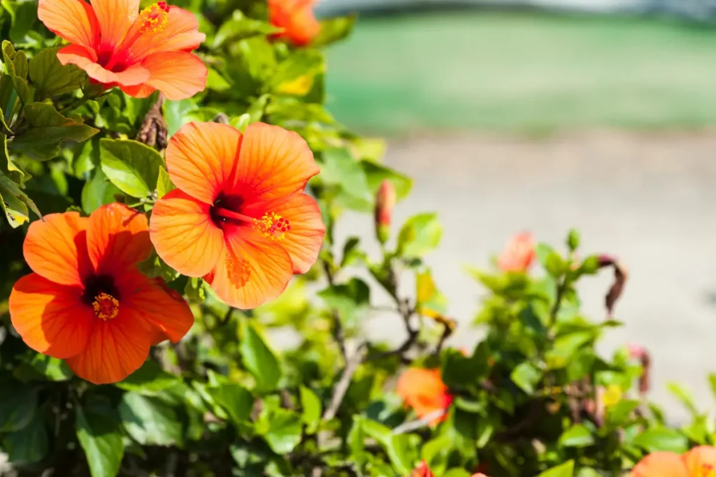 L'hibiscus est une plante tolérante au sel pour votre jardin en pot en bord de mer.