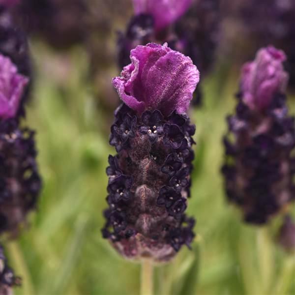 Bandera Lavanda Espanhola