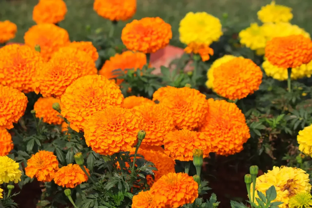 Calendule: i guardiani naturali che respingono i parassiti del tuo cerotto di lamponi. 