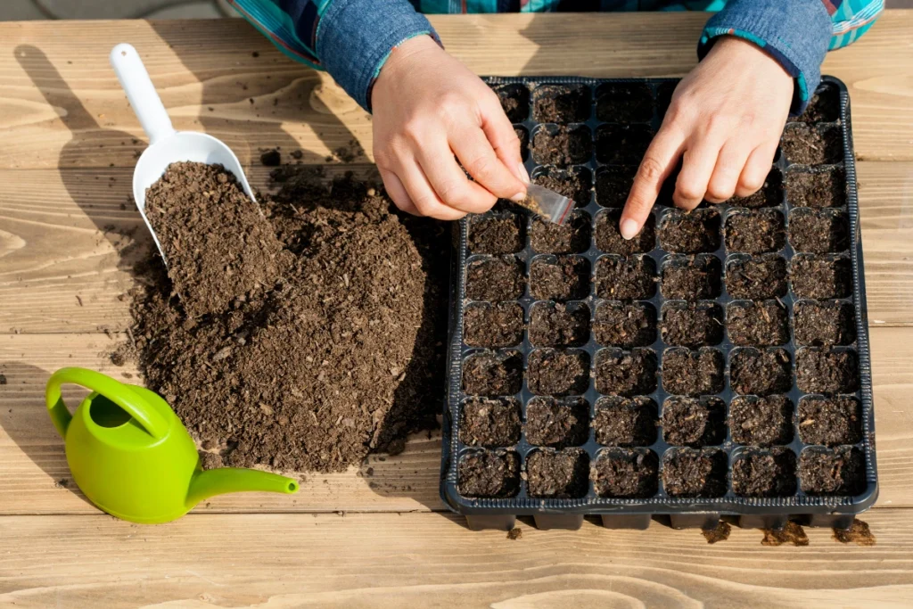 Plantar semillas es un consejo para ahorrar dinero en jardinería en macetas.