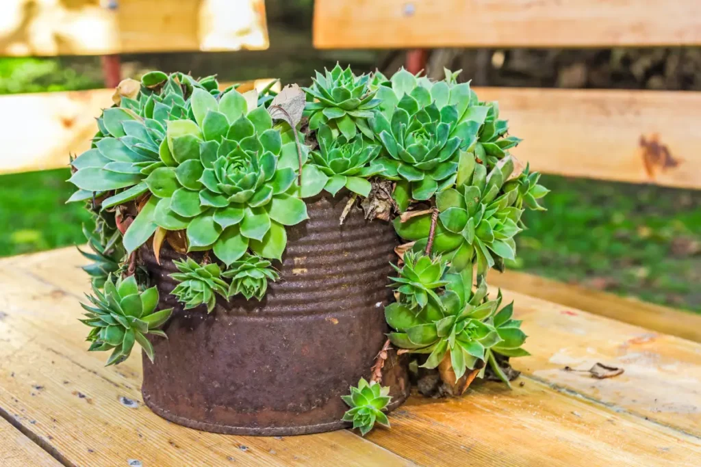 Container gardening is the perfect solution for those with limited outdoor space.