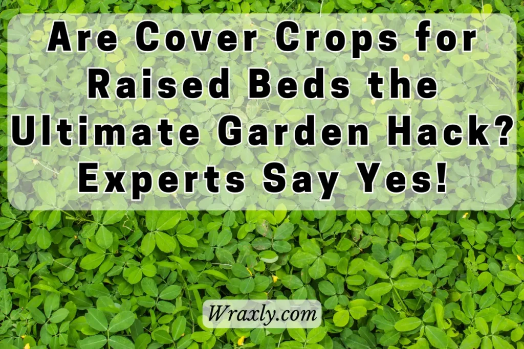 Are cover crops for raised beds the ultimate garden hack? Experts say yes!