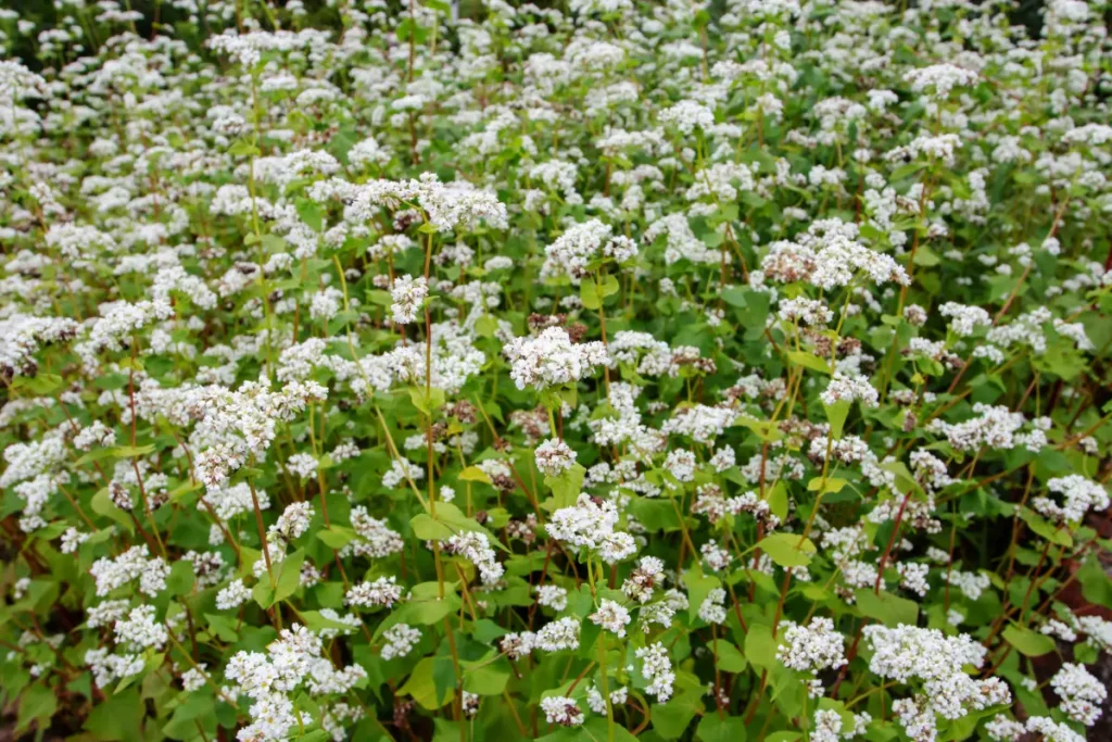 Buckwheat (Fagopyrum esculentum) make great cover crops for raised beds