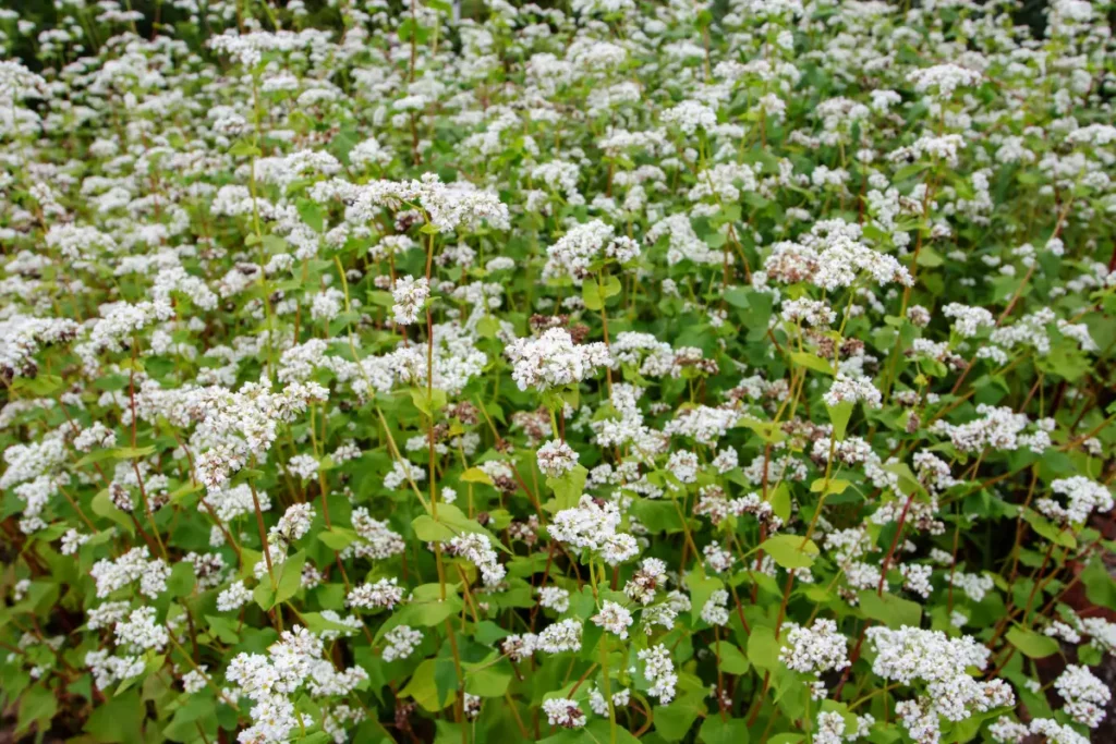 Le sarrasin (Fagopyrum esculentum) constitue une excellente culture de couverture pour les plates-bandes surélevées