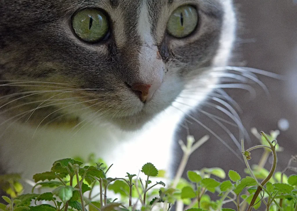 Catnip: Not Just for Cats! It is also one of the plants that repel flies.