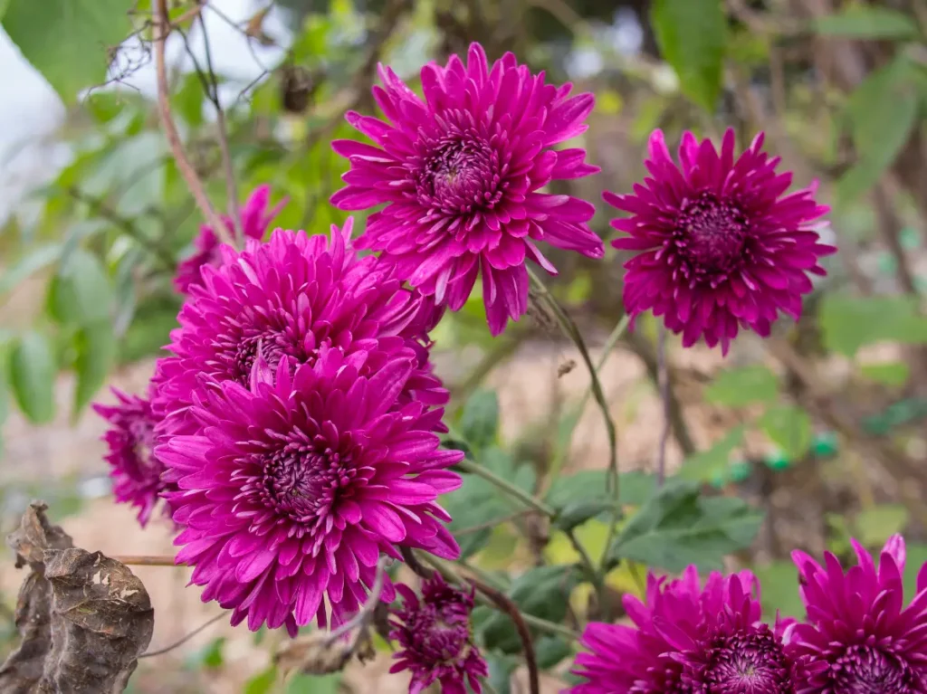 Les chrysanthèmes font partie des plantes qui repoussent les mouches.