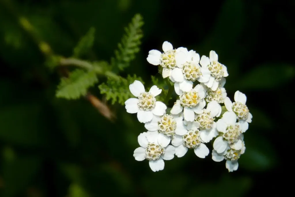Yarrow, com suas folhas emplumadas e flores minúsculas, é um companheiro de cura para a lavanda e outras plantas de jardim.