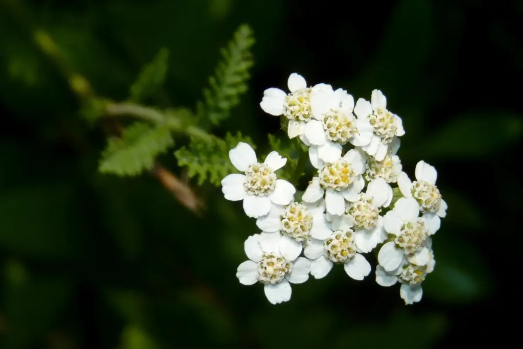 L'achillea, con le sue foglie piumate e i piccoli fiori, è una compagna curativa della lavanda e di altre piante da giardino.