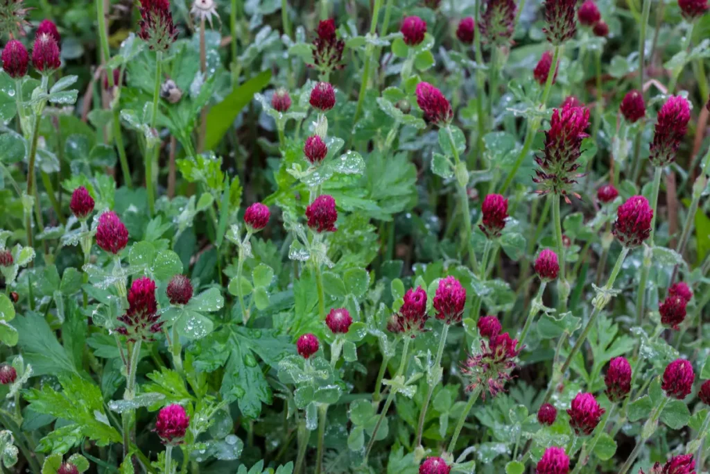 Crimson Clover (Trifolium incarnatum) make great cover crops for raised beds