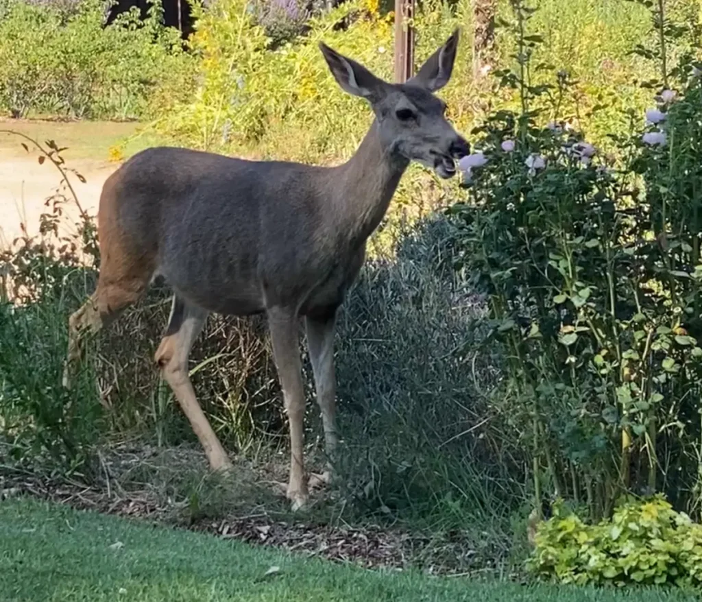 Les cerfs mangent-ils des pétunias ?