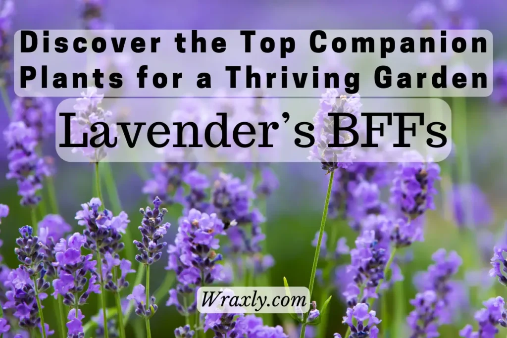 Entdecken Sie die besten Begleitpflanzen für einen blühenden Garten: Lavender's BFF