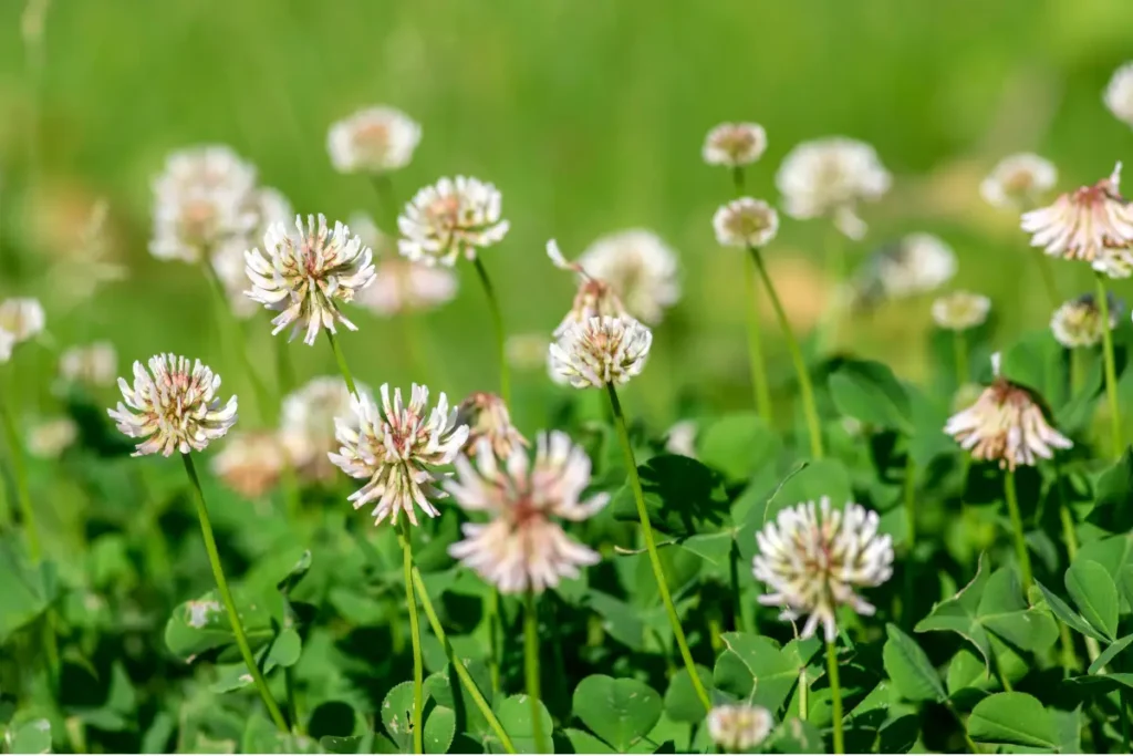 Dutch White Clover (Trifolium repens) 